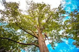 How Our Tree Care Process Works  in  Big Pine Key, FL