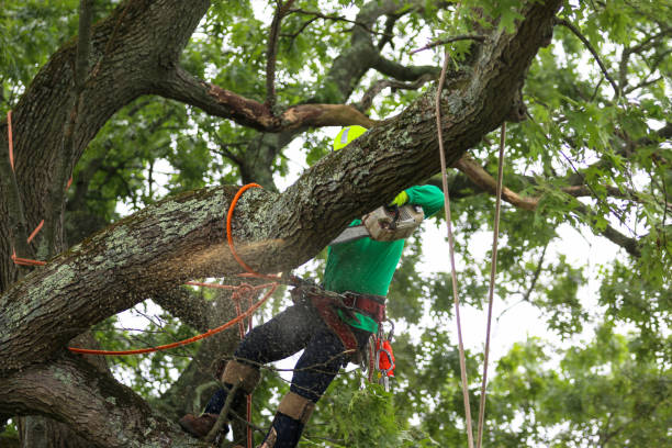 Lawn Drainage Solutions in Big Pine Key, FL